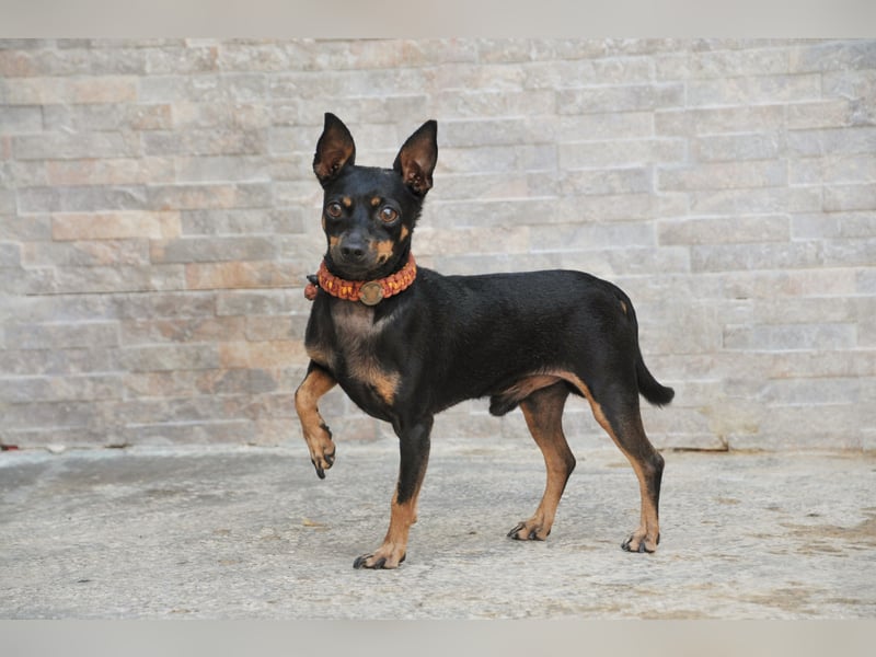 Schenkst du Quiqui ein weiches Körbchen?