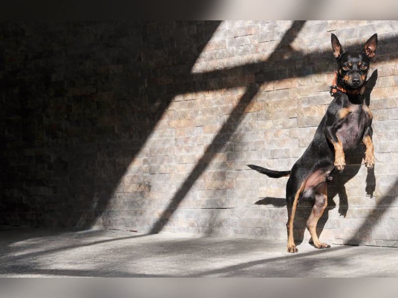 Darf Quiqui direkt wieder in ein weiches Körbchen ziehen?