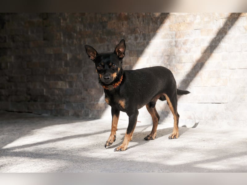 Schenkst du Quiqui ein weiches Körbchen?