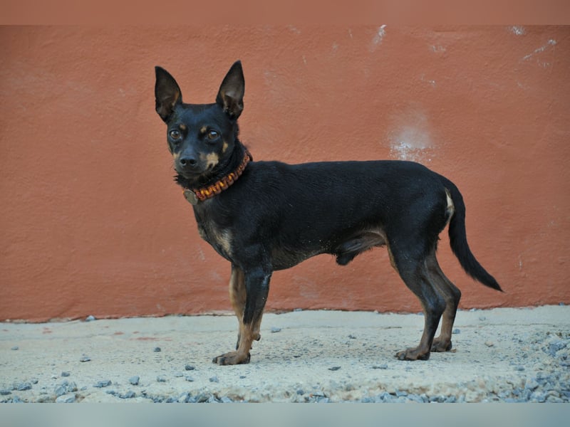 Darf Quiqui direkt wieder in ein weiches Körbchen ziehen?