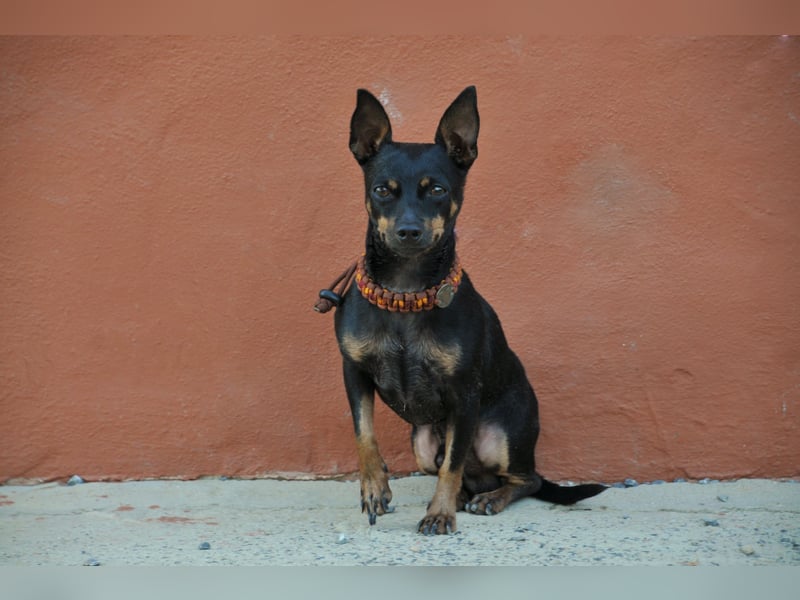 Darf Quiqui direkt wieder in ein weiches Körbchen ziehen?