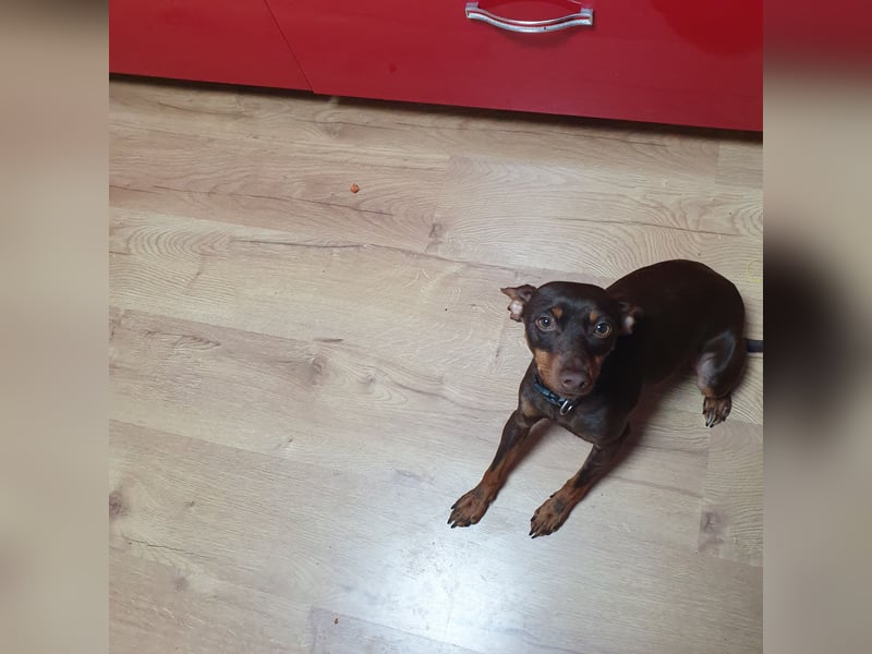 Reinrassige Zwergpinscher