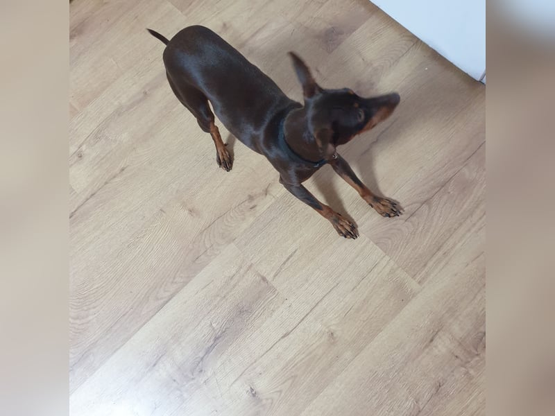 Reinrassige Zwergpinscher