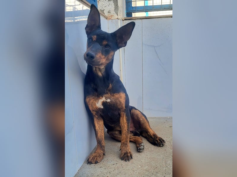 ROBIN ❤️ kleiner Herzensbrecher