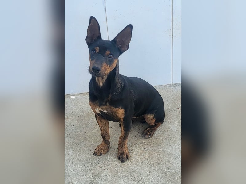 ROBIN ❤️ kleiner Herzensbrecher