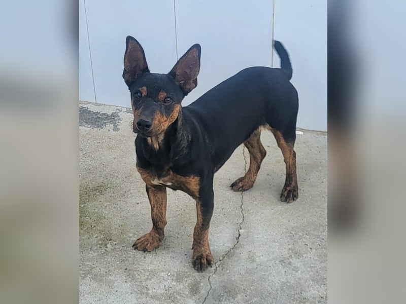 ROBIN ❤️ kleiner Herzensbrecher