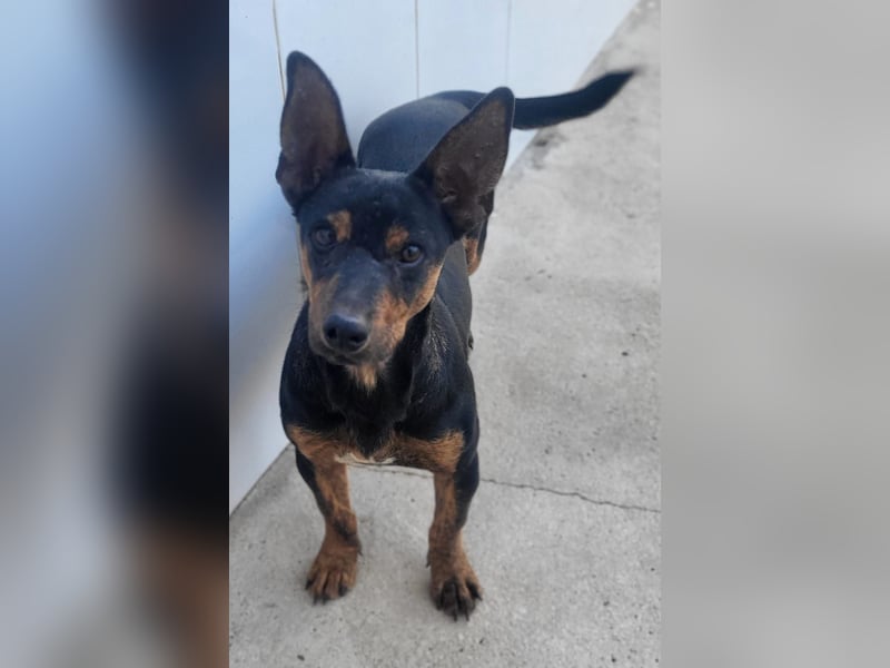 ROBIN ❤️ kleiner Herzensbrecher