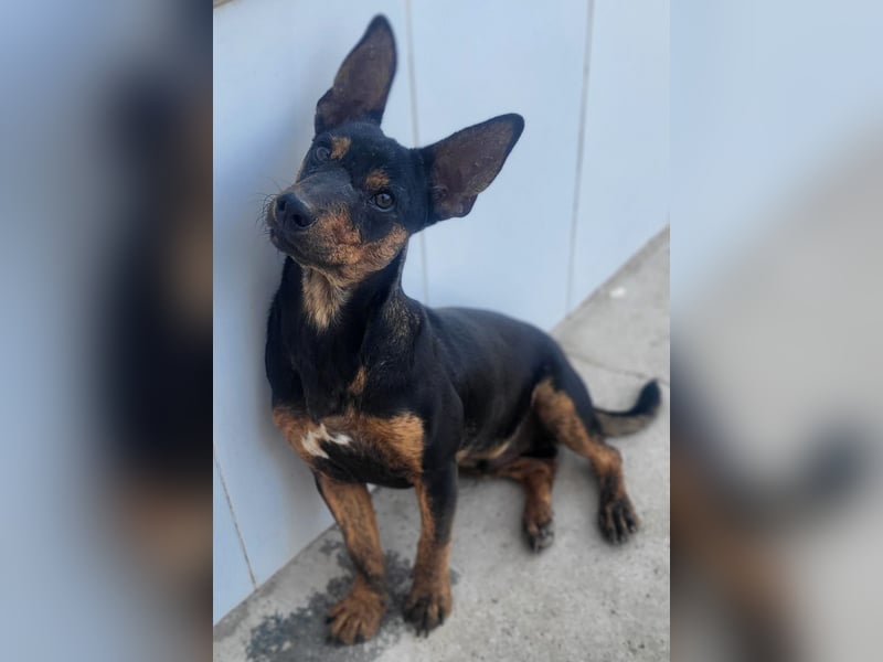 ROBIN ❤️ kleiner Herzensbrecher