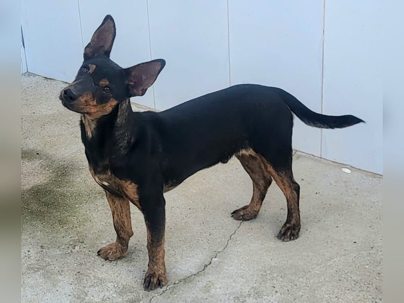 ROBIN ❤️ kleiner Herzensbrecher