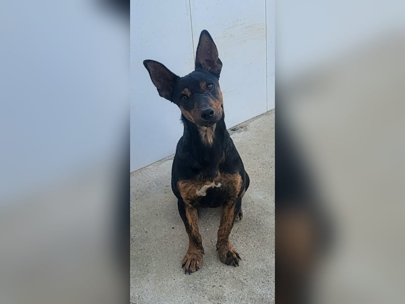 ROBIN ❤️ kleiner Herzensbrecher