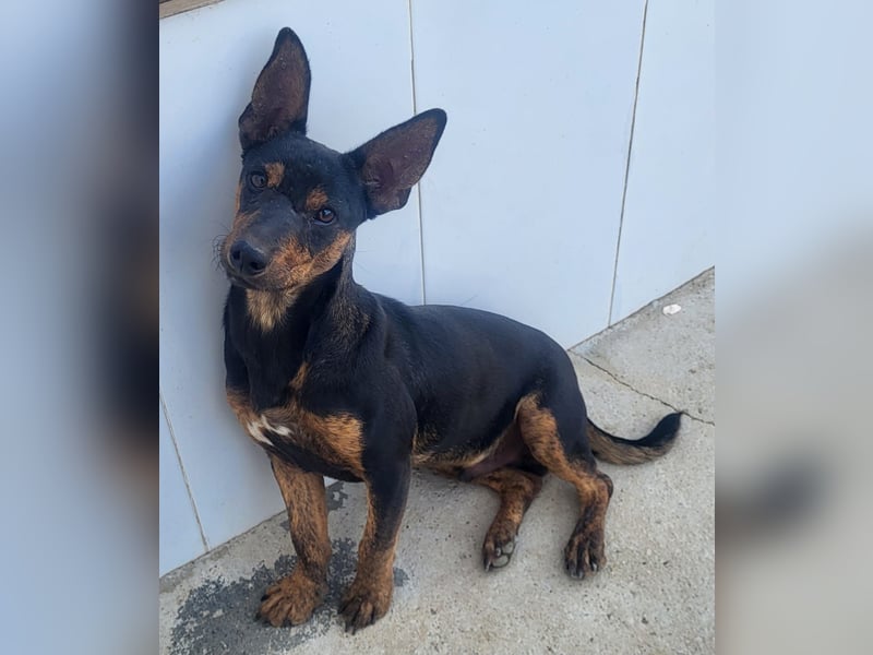 ROBIN ❤️ kleiner Herzensbrecher