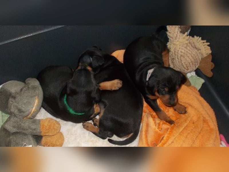 Welpe Rüde Schwarz-rot