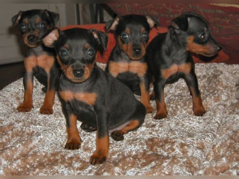 Welpe Rüde Schwarz-rot