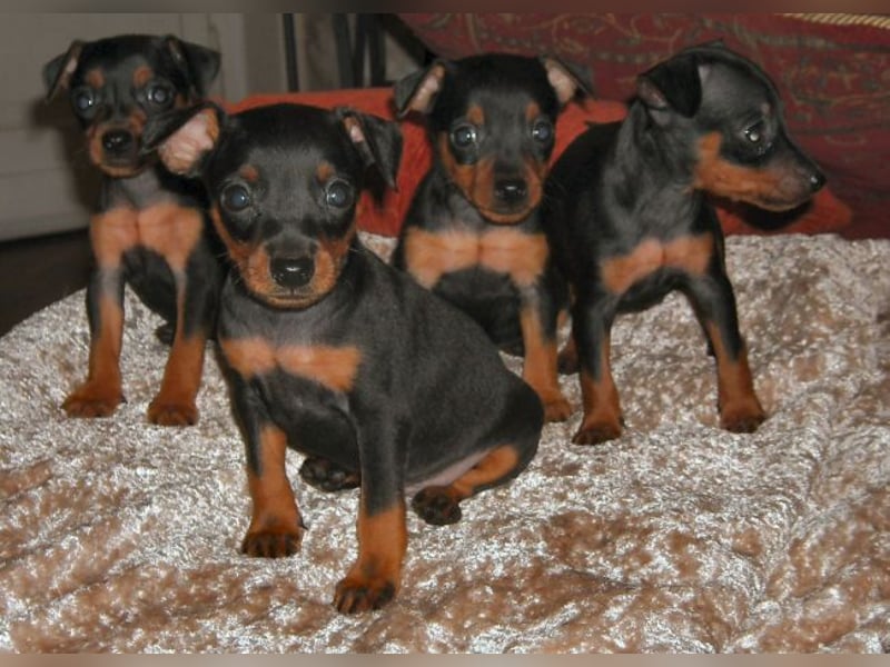 Zwergpinscher Welpen