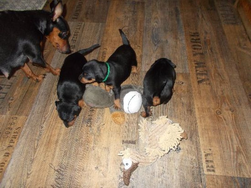 Welpe Rüde Schwarz-rot