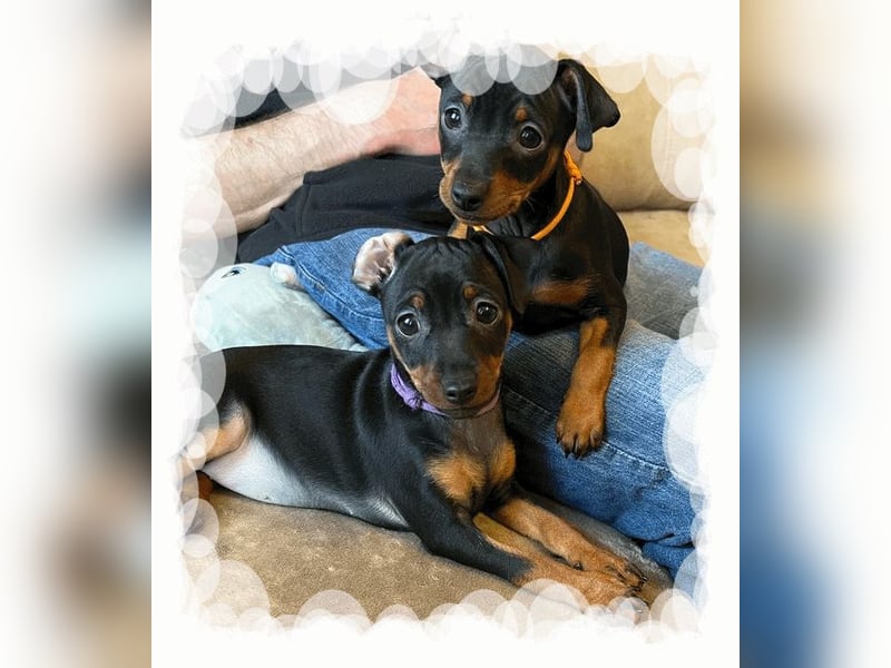 Zwergpinscher Welpen