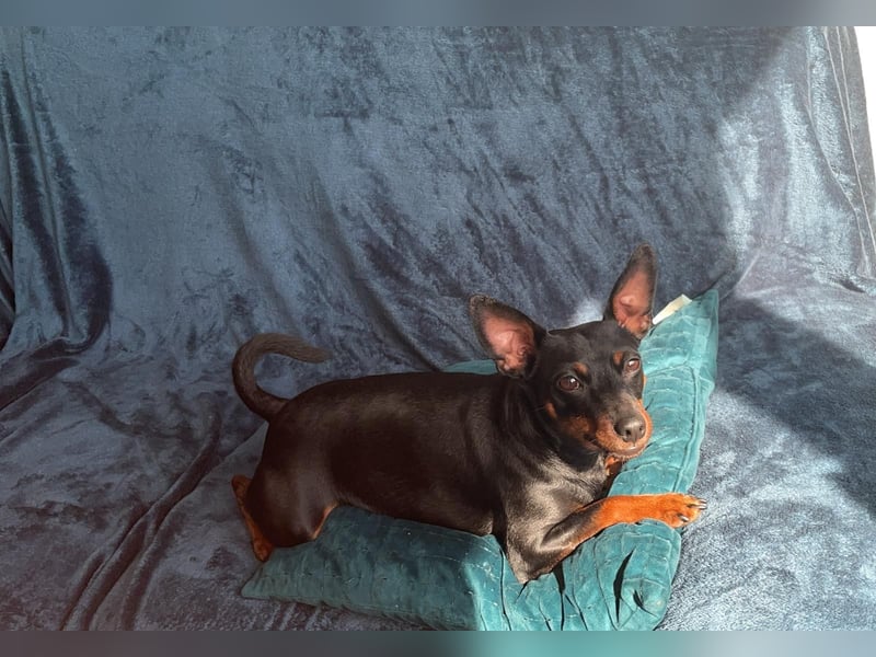 Ich biete meinen Hund an zu verkaufen