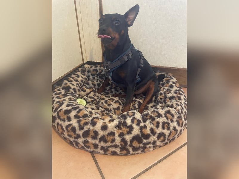 Ich biete meinen Hund an zu verkaufen