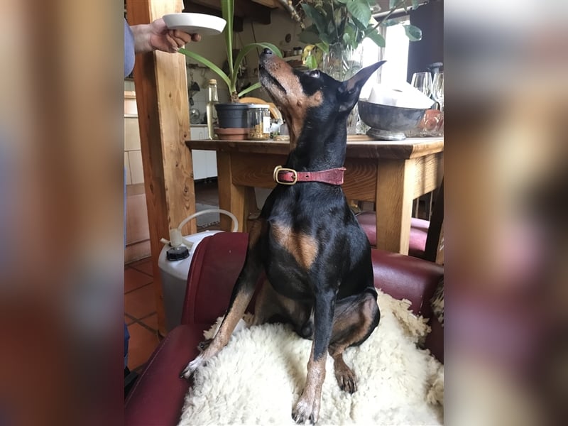 Wir haben Nachwuchs, reinrassige Zwergpinscher