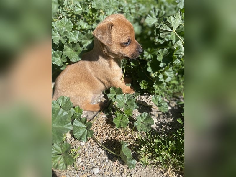 Rehpinscher Zwergpinscher Welpen