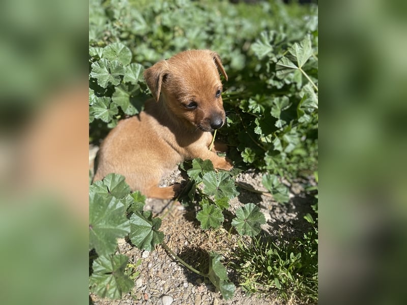 Rehpinscher Zwergpinscher Welpen