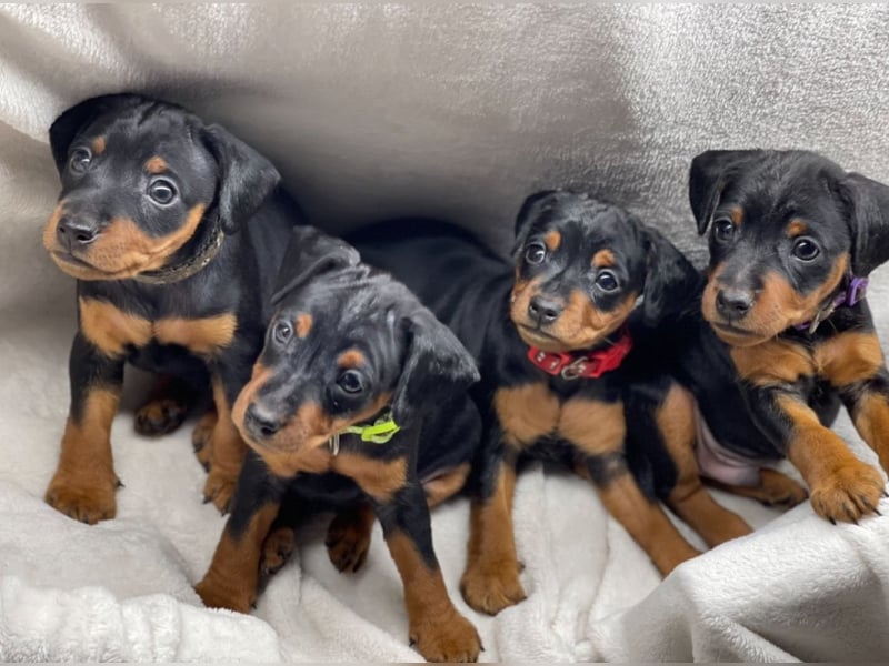 Zwergpinscher Welpen mit Ahnentafel