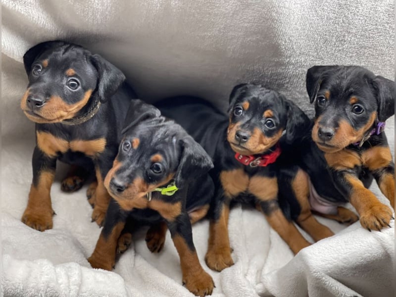 Zwergpinscher Welpen mit Ahnentafel