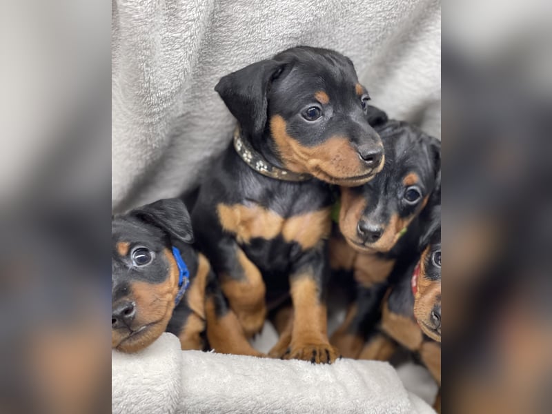 Zwergpinscher Welpen mit Ahnentafel