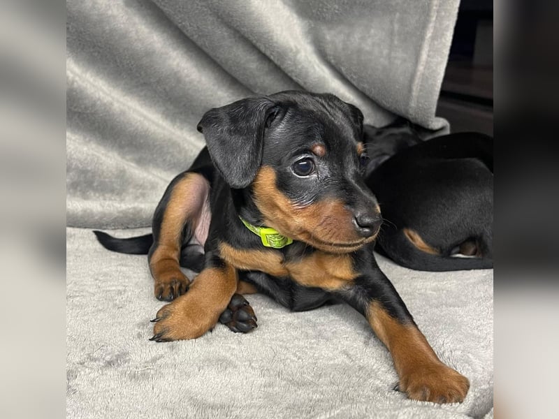 Zwergpinscher Welpen mit Ahnentafel