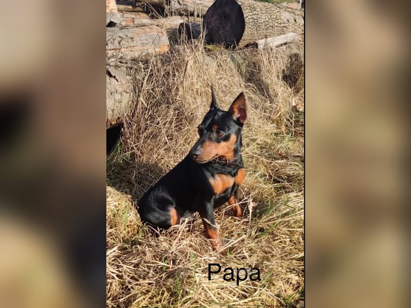Zwergpinscher Welpen mit Ahnentafel