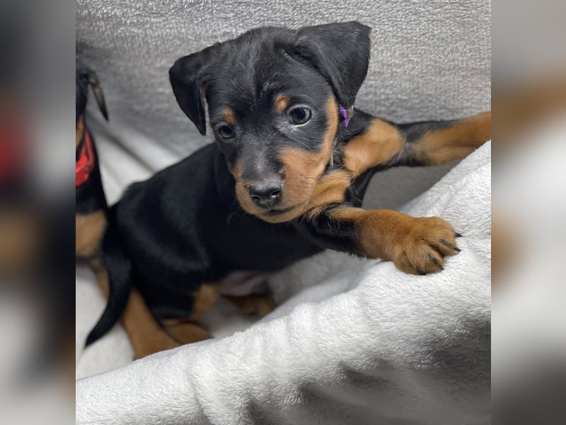 Zwergpinscher Welpen mit Ahnentafel