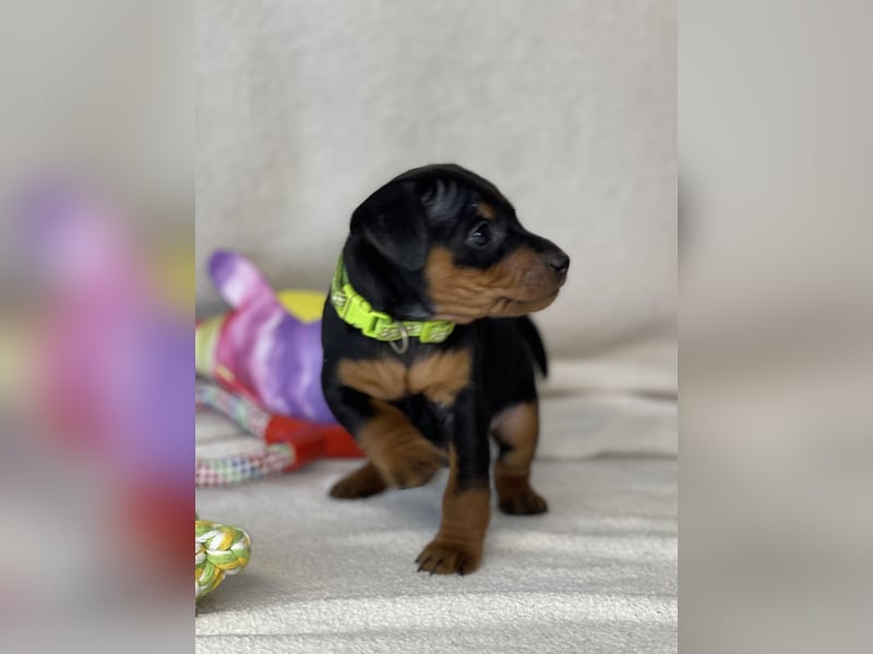 Zwergpinscher Welpen mit Ahnentafel