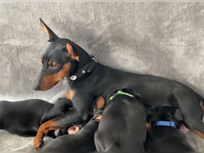 Zwergpinscher Welpen mit Ahnentafel
