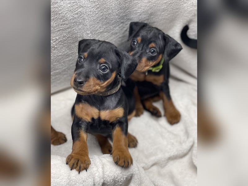 Zwergpinscher Welpen mit Ahnentafel