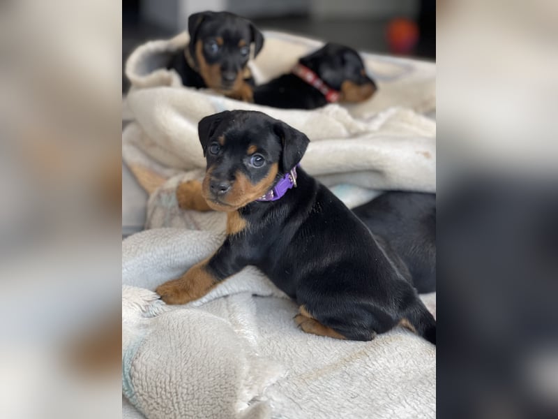 Zwergpinscher Welpen mit Ahnentafel
