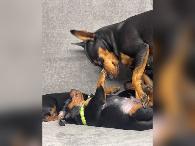 Zwergpinscher Welpen mit Ahnentafel