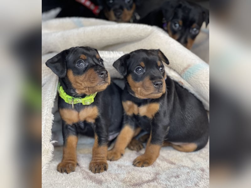 Zwergpinscher Welpen mit Ahnentafel
