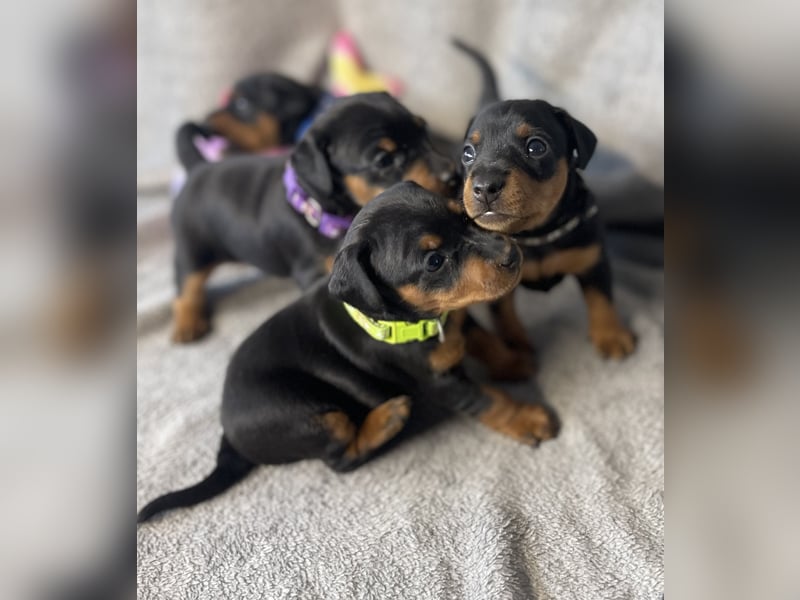 Zwergpinscher Welpen mit Ahnentafel