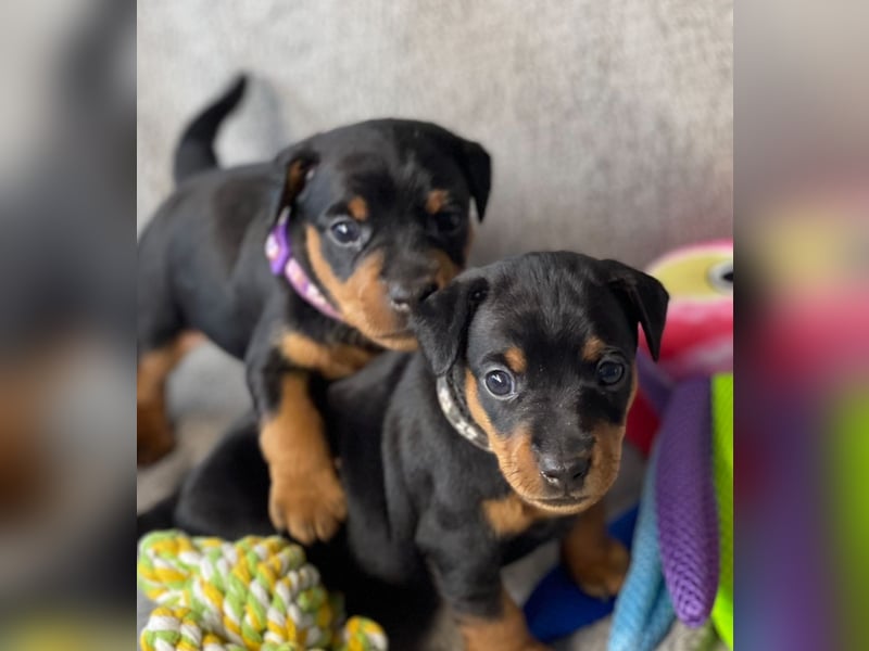 Zwergpinscher Welpen mit Ahnentafel