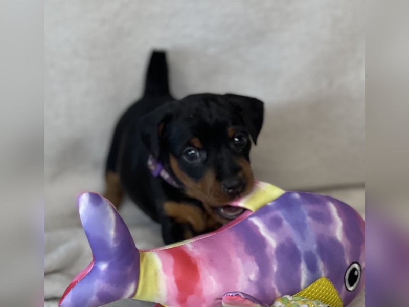 Zwergpinscher Welpen mit Ahnentafel