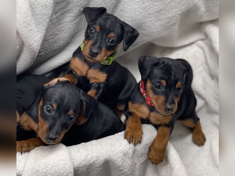 Zwergpinscher Welpen mit Ahnentafel
