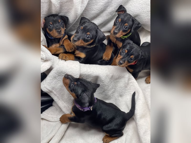 Zwergpinscher Welpen mit Ahnentafel