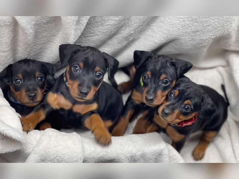 Zwergpinscher Welpen mit Ahnentafel