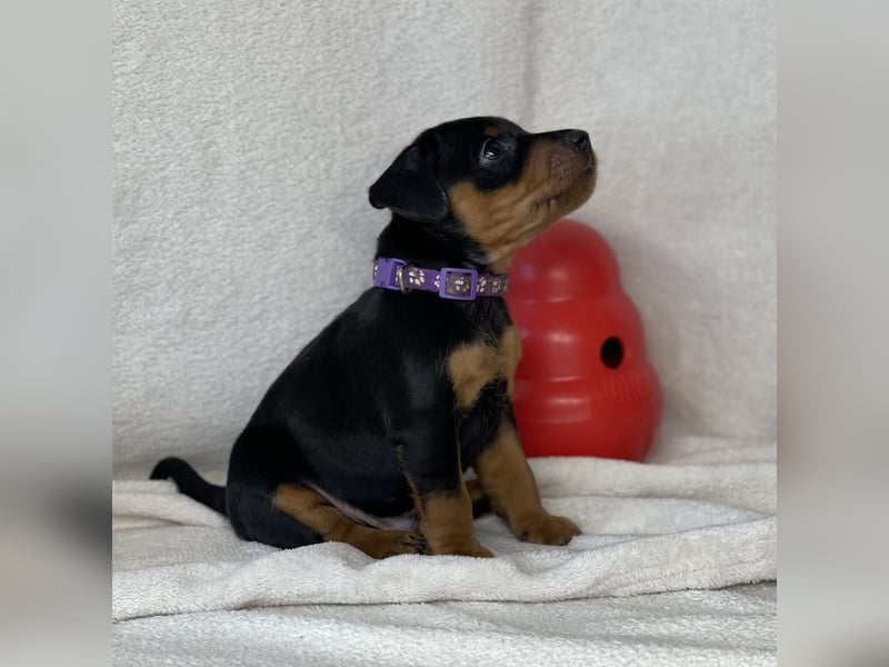 Zwergpinscher Welpen mit Ahnentafel