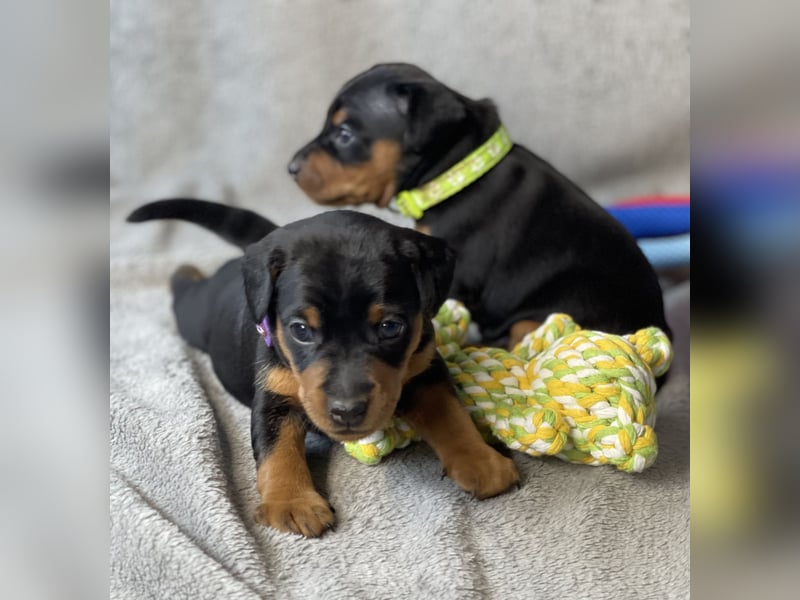 Zwergpinscher Welpen mit Ahnentafel