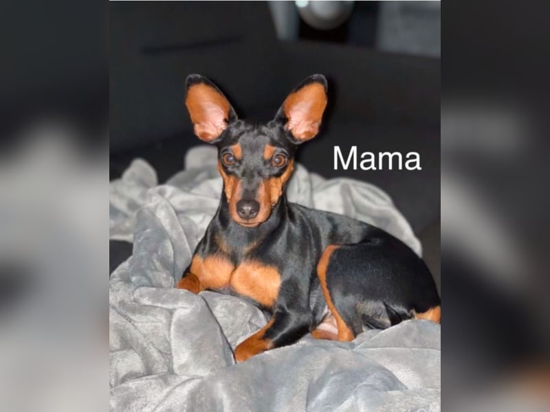 Zwergpinscher Welpen mit Ahnentafel