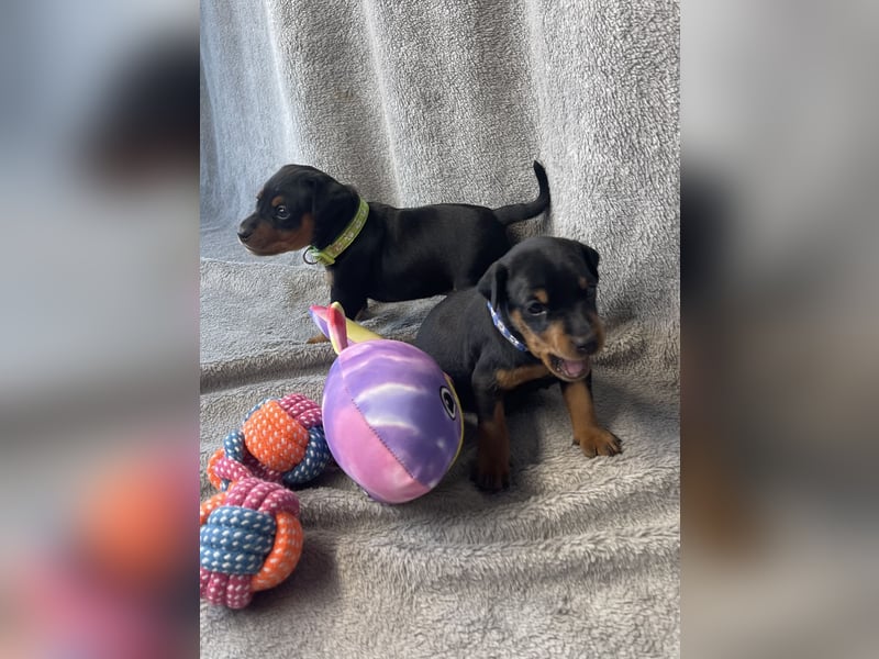 Zwergpinscher Welpen mit Ahnentafel
