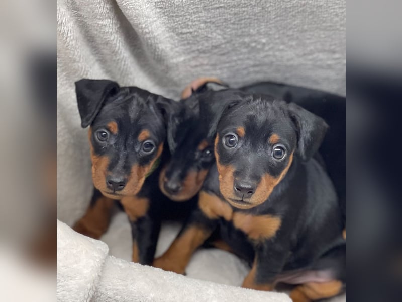 Zwergpinscher Welpen mit Ahnentafel