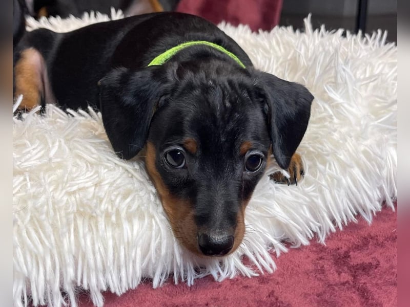 Zwergpinscher Welpen mit Ahnentafel