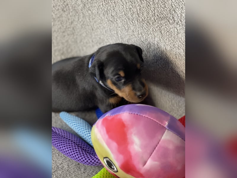 Zwergpinscher Welpen mit Ahnentafel